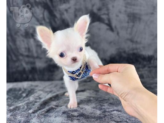 Κουτάβια AKC reg Chihuahua